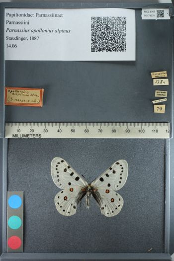 Media type: image;   Entomology 174231